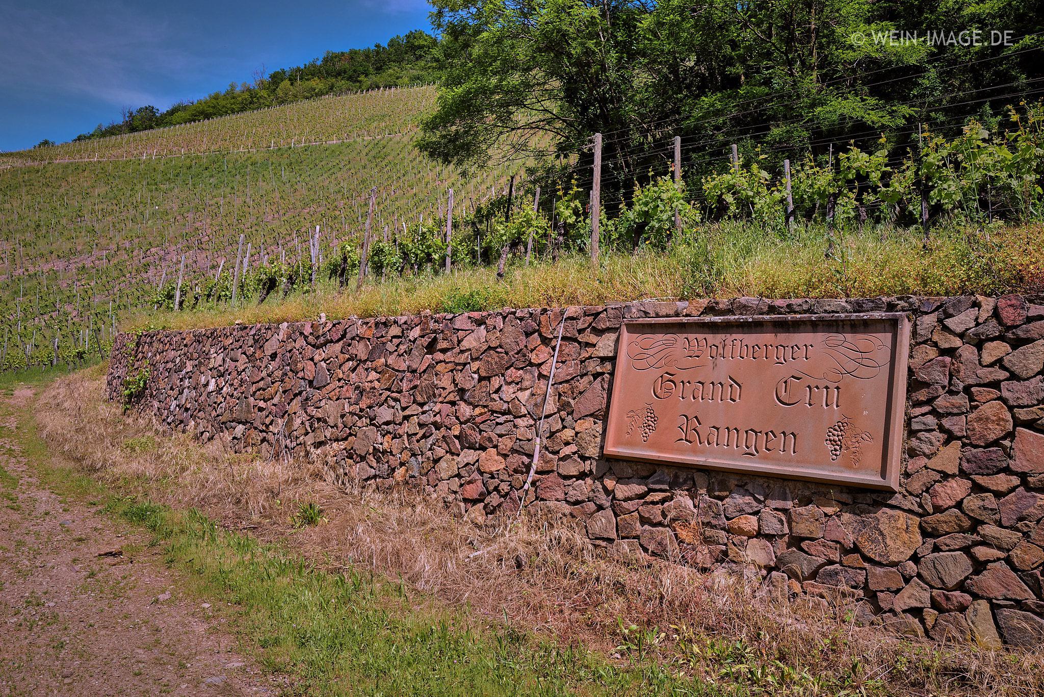 ELSASS | Grand Cru Rangen