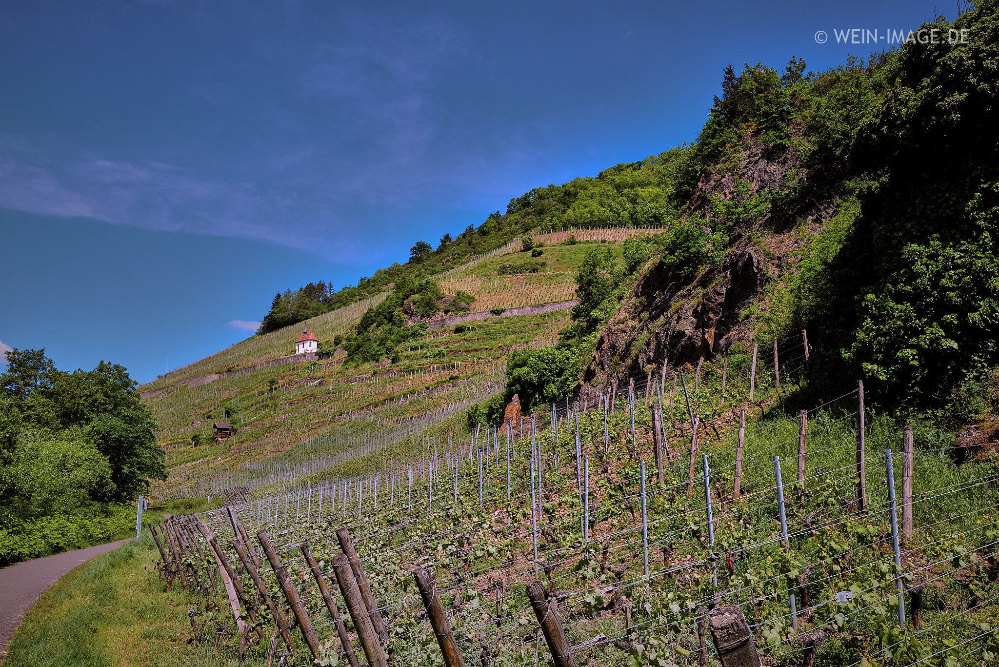 Frankreich | Elsass | Thann | Grand Cru Rangen | Weinberg mit Kapelle St. Urban