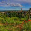 RHEINGAU | Kiedrich Turmberg/Gräfenberg