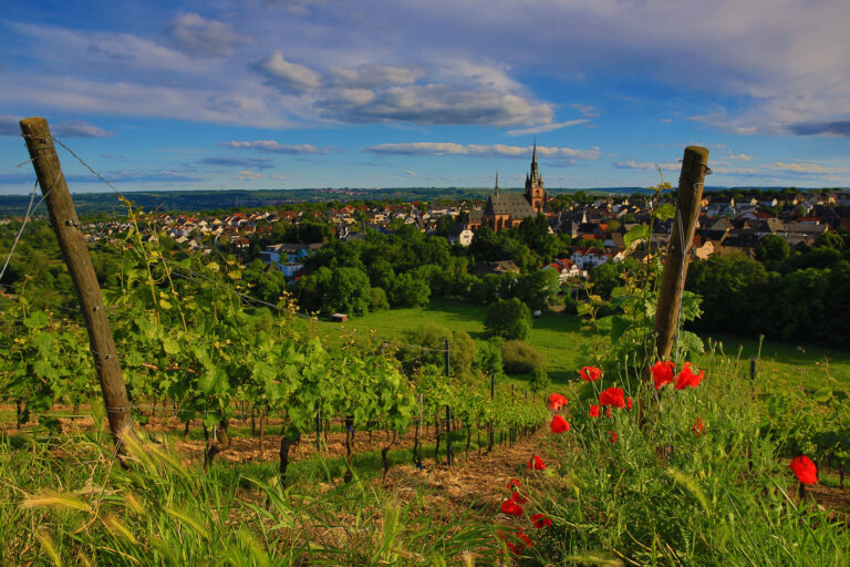 RHEINGAU | Kiedrich Turmberg/Gräfenberg