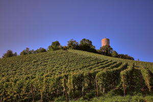 RHEINGAU | Einzellage Turmberg