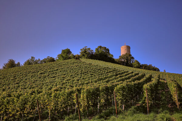 RHEINGAU | Einzellage Turmberg